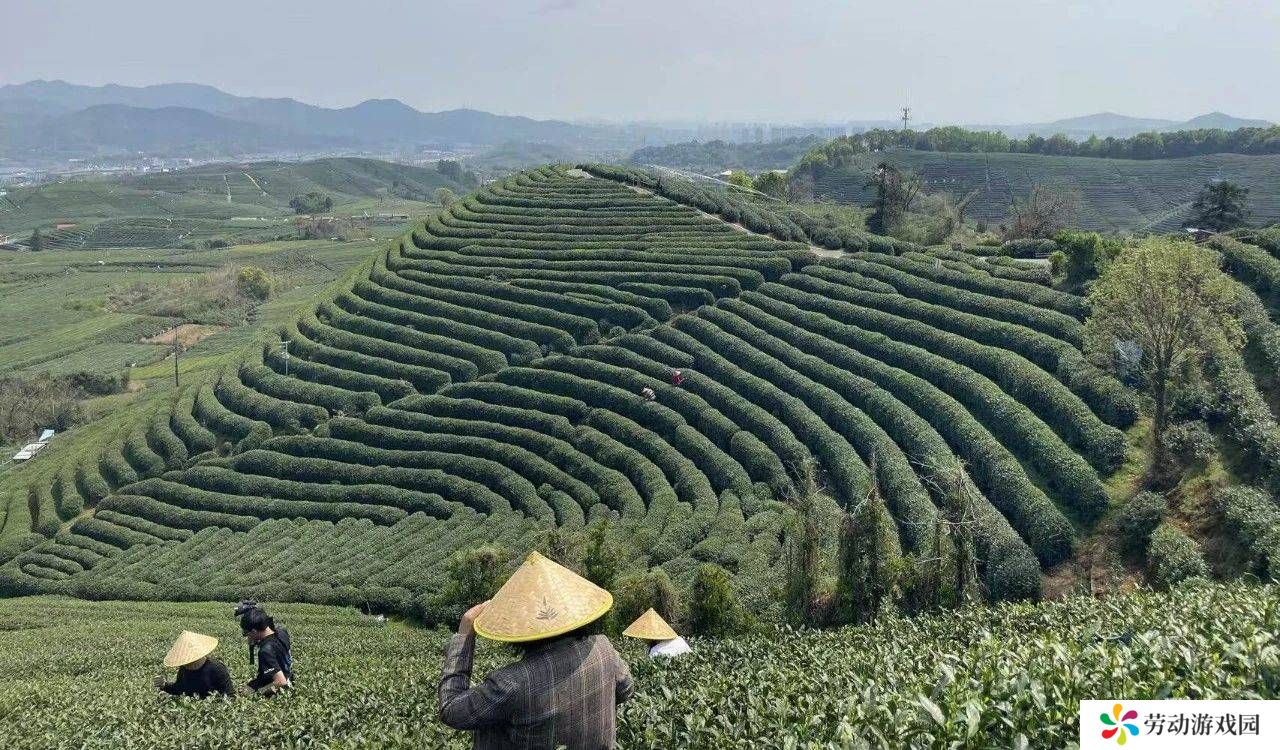 盒马入局茶叶赛道，能否搅动6000亿茶市场风云？