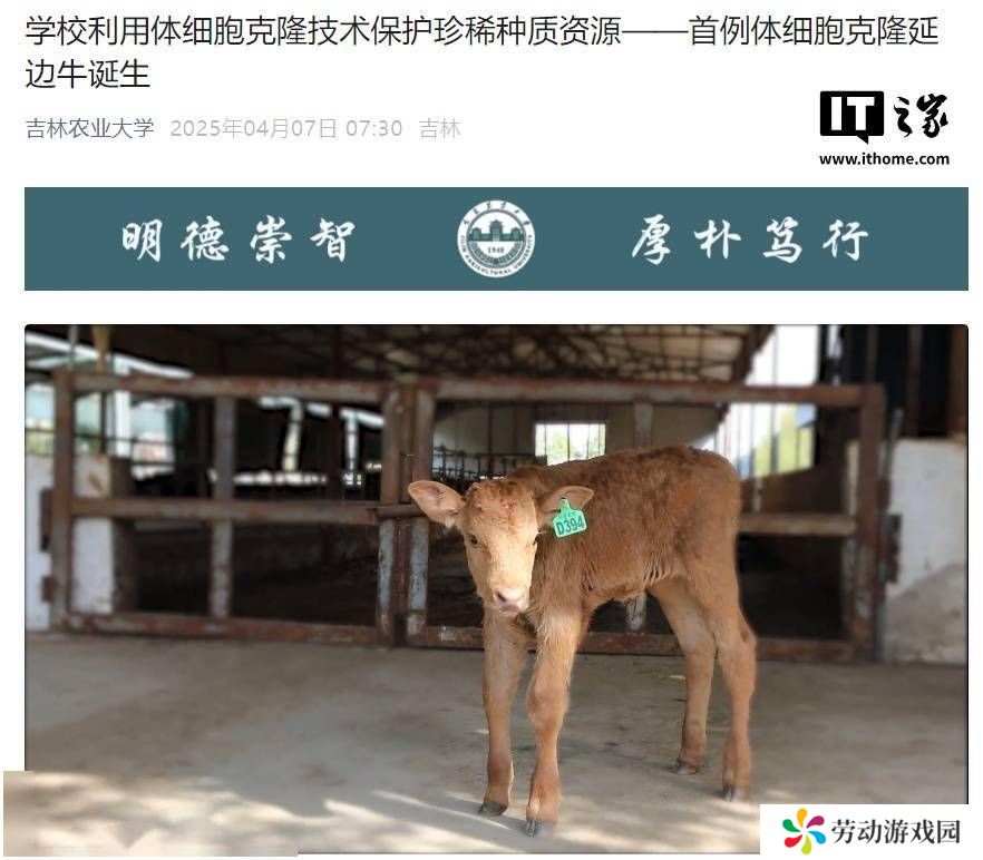 吉林农大成功克隆延边牛，濒危畜种保护迎来新希望！
